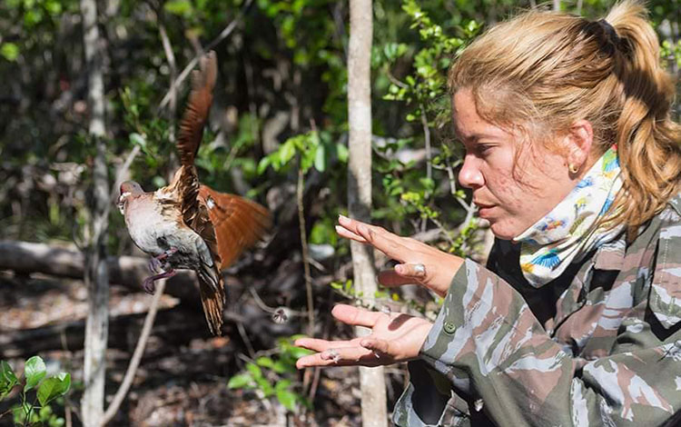 Anillamiento de aves en cayo Santa María.