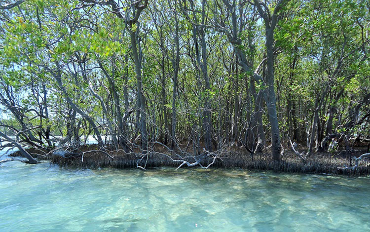 Humedal costero en Villa Clara, Cuba.