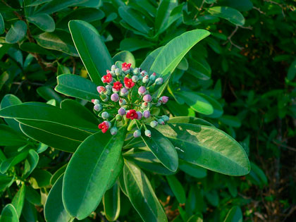 Planta de canela blanca.