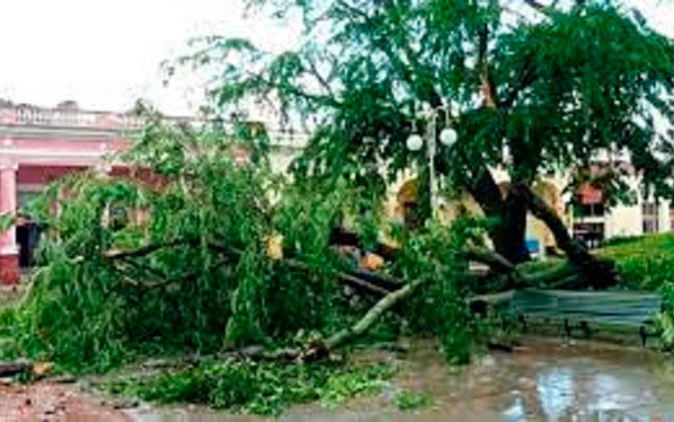 Estragos en los árboles del parque Leoncio Vidal causados por la tormenta local del 1.o de septiembre de 2022.