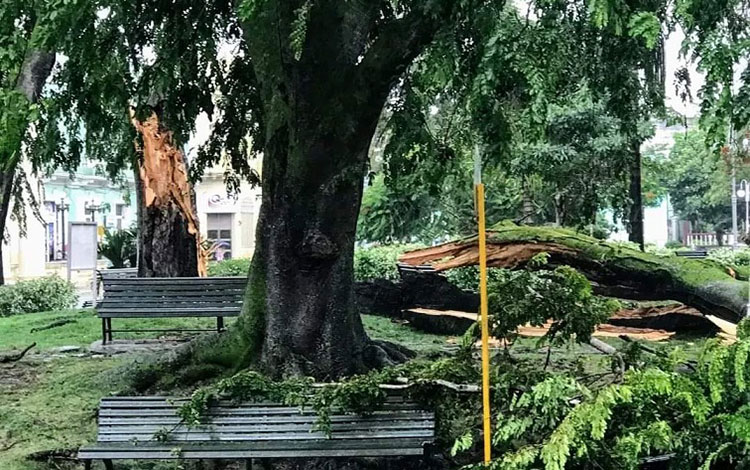 Tormenta local severa afectó árboles del parque Leoncio Vidal, de Santa Clara.