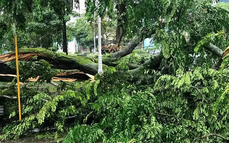 Estragos en los árboles del parque Leoncio Vidal causados por la tormenta local del 1.o de septiembre de 2022.