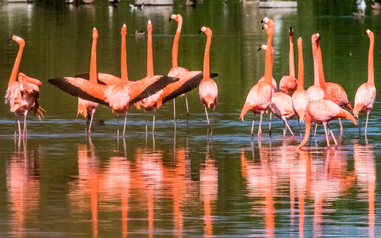 Reserva de flamencos en Villa Clara, Cuba.