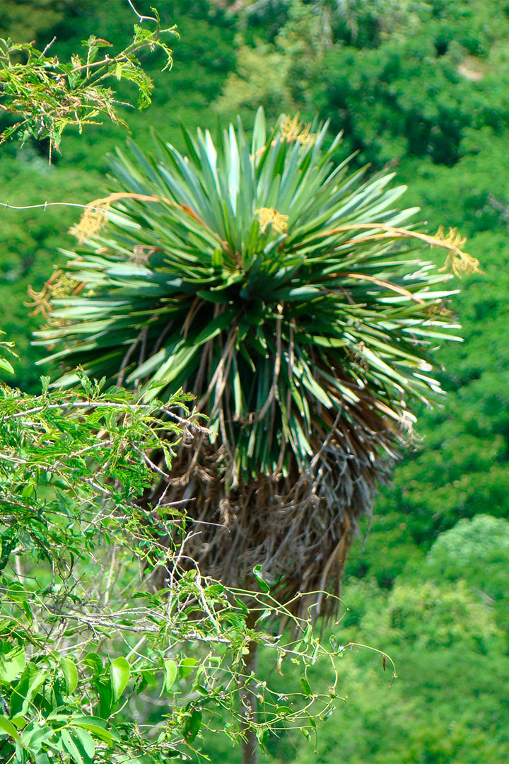 Detalle de la palmita de Jumagua,