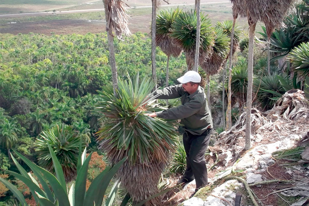 Doctor en Ciencias Naturales Milián Rodríguez Lima en trabajo de campo.