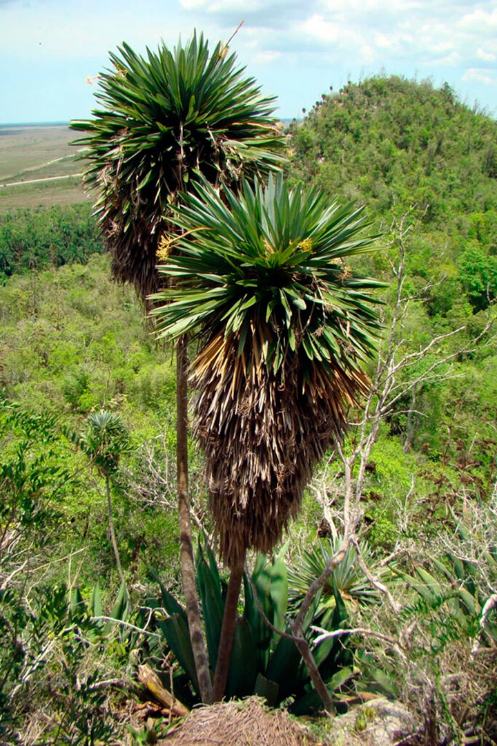 La palmita de Jumagua, según colección de estudios de investigación. 