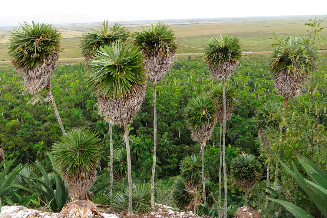 Palmita de Jumagua.