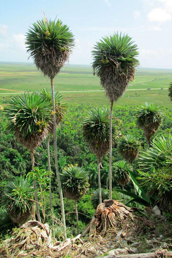 Ejemplares de palmita de Jumagua.