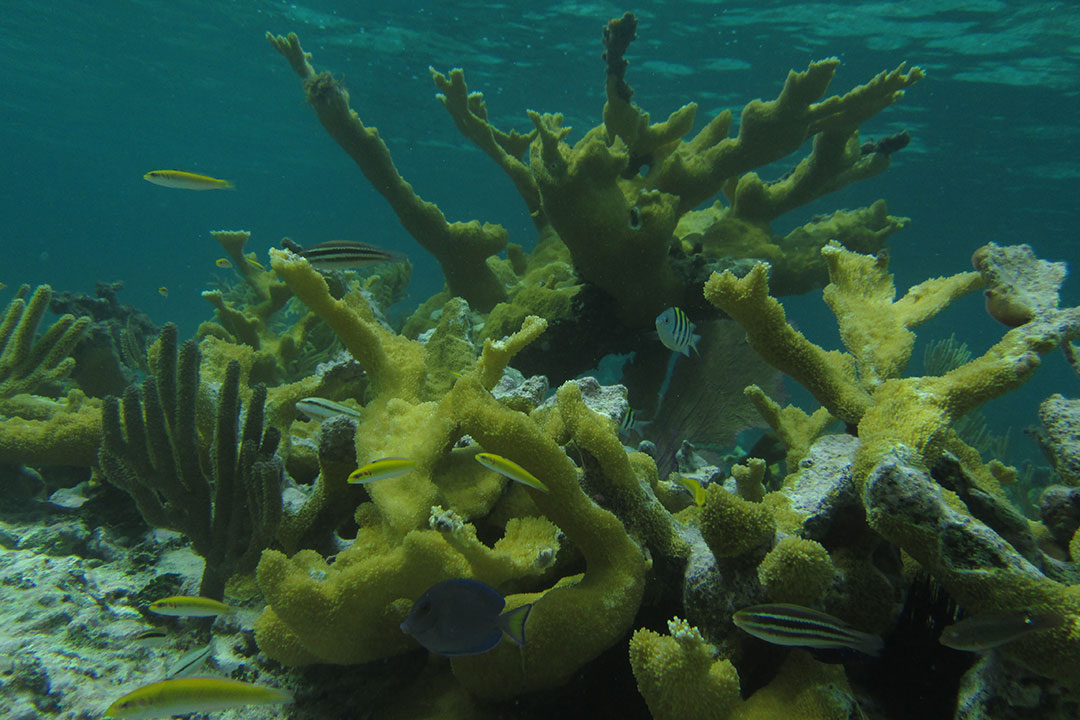 Arrecifes coralinos del Parque Nacional Los Caimanes.