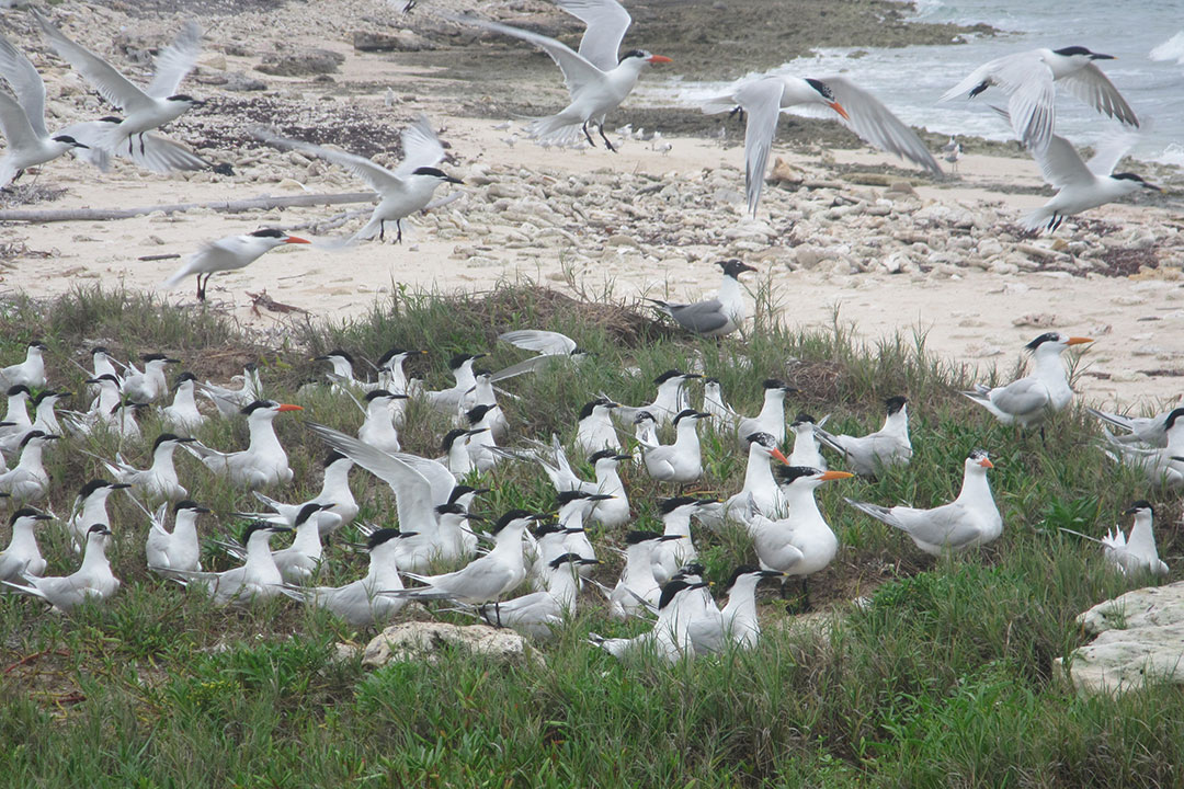 Aves en los cayos ubicados en el Parque Nacional Los Caimanes.