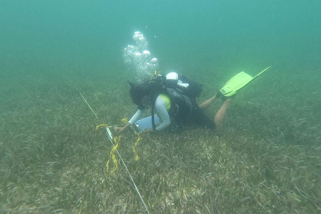 Investigación y monitoreo de especies marinas en el Parque Nacional Los Caimanes.