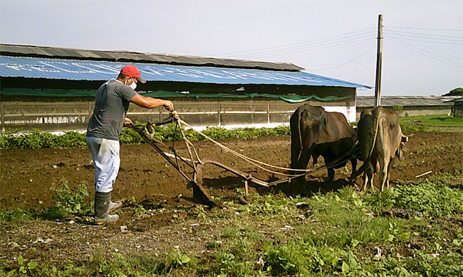 El mejoramiento de los suelos marginales con gallinaza y el empleo de la tracción animal permiten que los trabajadores exploten de manera eficiente áreas pertenecientes a las granjas. (Foto Luis Machado Ordetx).