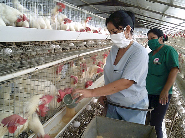 En Marrero la estabilidad de la fuerza de trabajo y el control técnico  representan u8na garantí­a en la producción de unos 24 millones de huevos en el año. (Foto Luis Machado Ordetx).