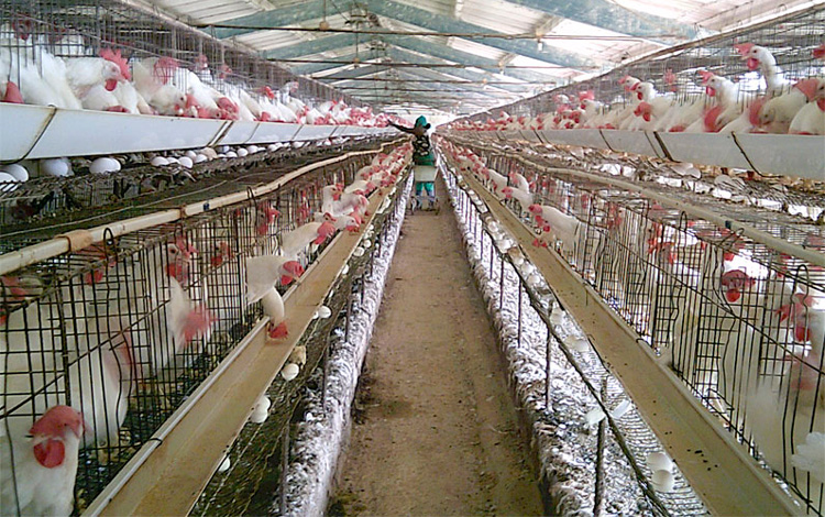 Las aves sometidas a muda forzada en la granja ya están al 65% de puesta de huevos por animal, hecho que valida la eficiencia del  método. (Foto Luis Machado Ordetx).