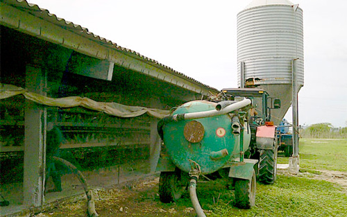 La extracción de gallinaza, materia esencial para el mejoramiento de suelos, figura entre las labores de higenización y saneamiento de las naves. (Foto Luis Machado Ordetx).