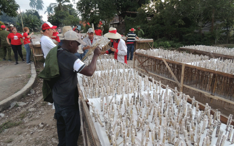 Parrandas de Zulueta