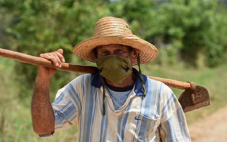 Campesino, Mayabeque, Cuba
