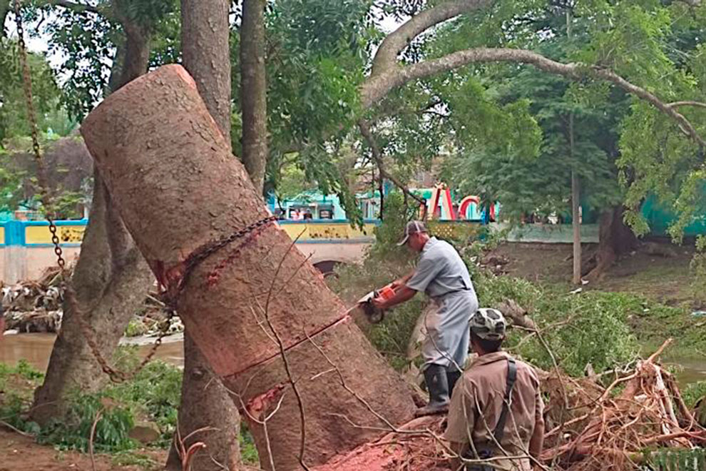 Tala de árbol en zona afectada por las lluvias.