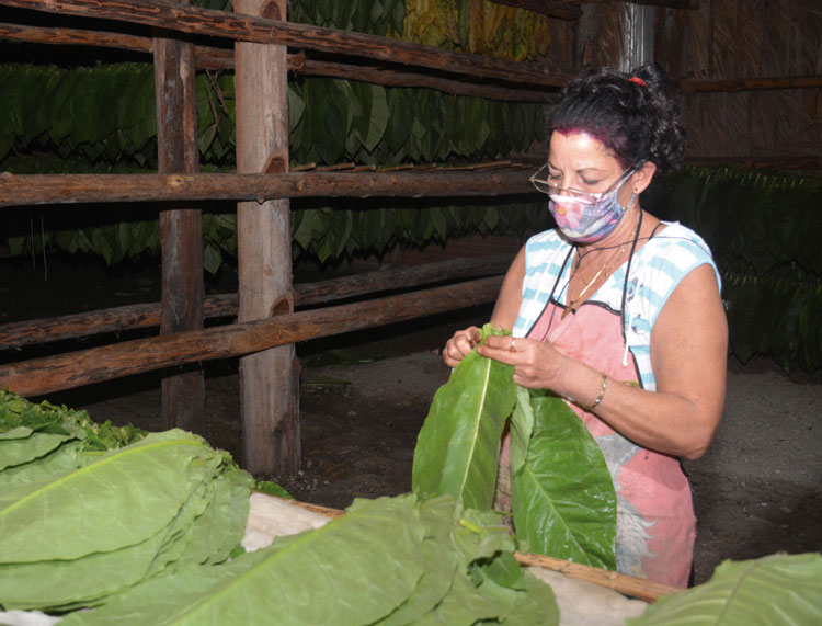 Ensarte de tabaco en Villa Clara.