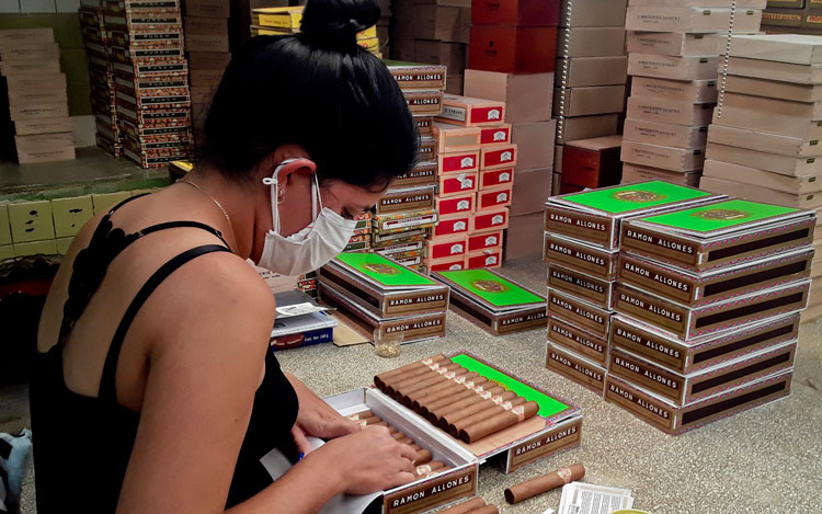 Producción de tabaco para la exportación, en la UEB Eliope Paz. (Foto: Mónica Sardiña Molina)