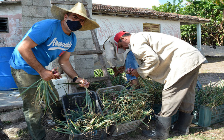 Campesinos de la estirpe de Adael Vasallo Pérez y su hermano Aldanys, de la CCS Armando Perera, aseguran la estabilidad en las ventas de cultimos varios a la población, en el punto habilitado en la cabecera municipal. 