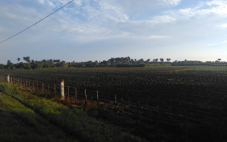 Polo productivo agropecuario de Dolores.