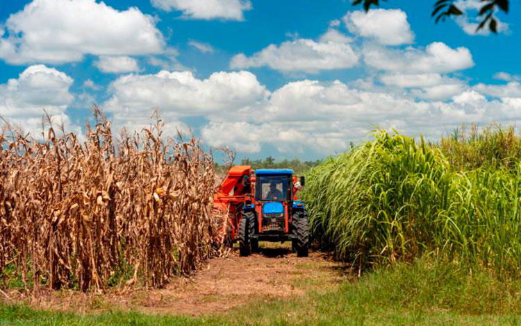 Producción agropecuaria en Cuba.