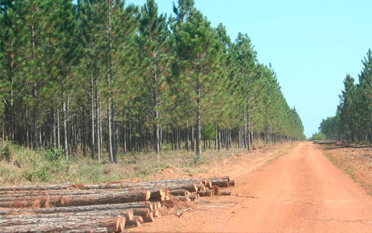 írea de Manejo Forestal de Gavilanes-Punta Felipe. írea de Manejo Forestal de Gavilanes-Punta Felipe.