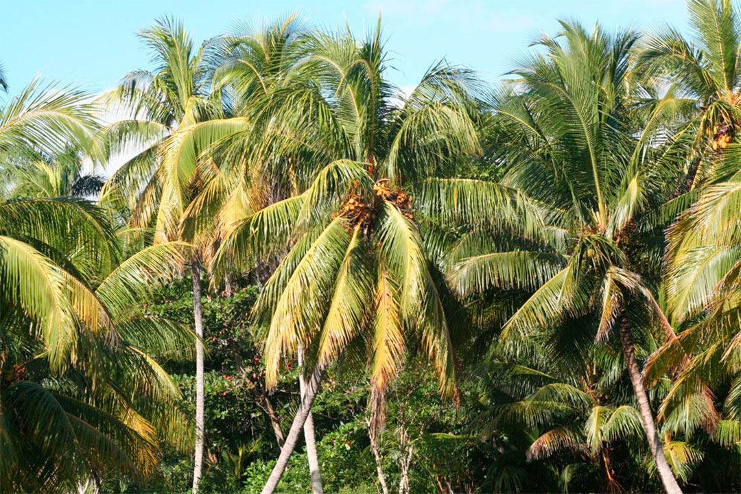 Plantación de coco en Caibarién, Villa Clara.