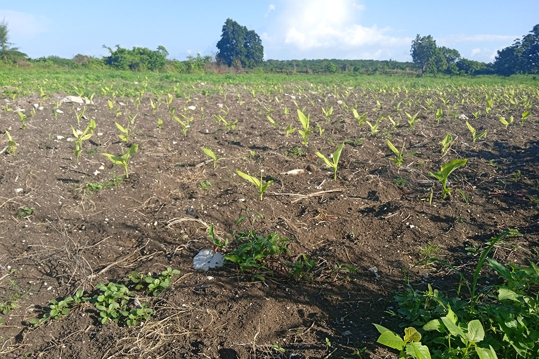 Sembrado de cúrcuma.