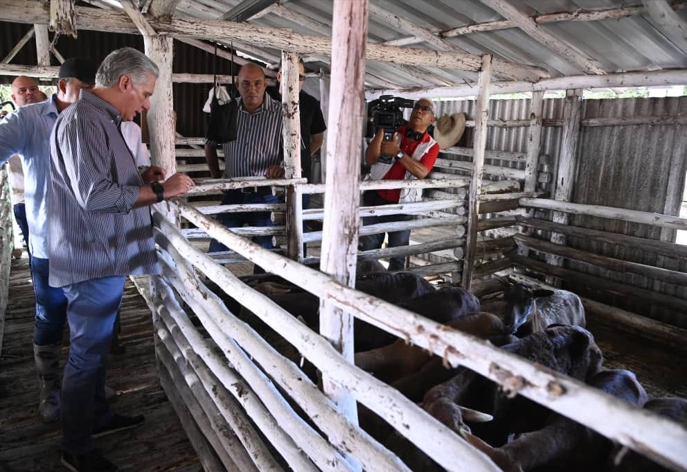 Recorrido Miguel Díaz-Canel por finca La Veguita