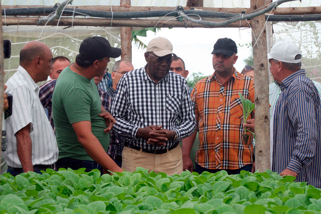 Vicepresidente cubano, Salvador Valdés Mesa, recorre finca de tabaco tapado de Noel Rolando Benítez.