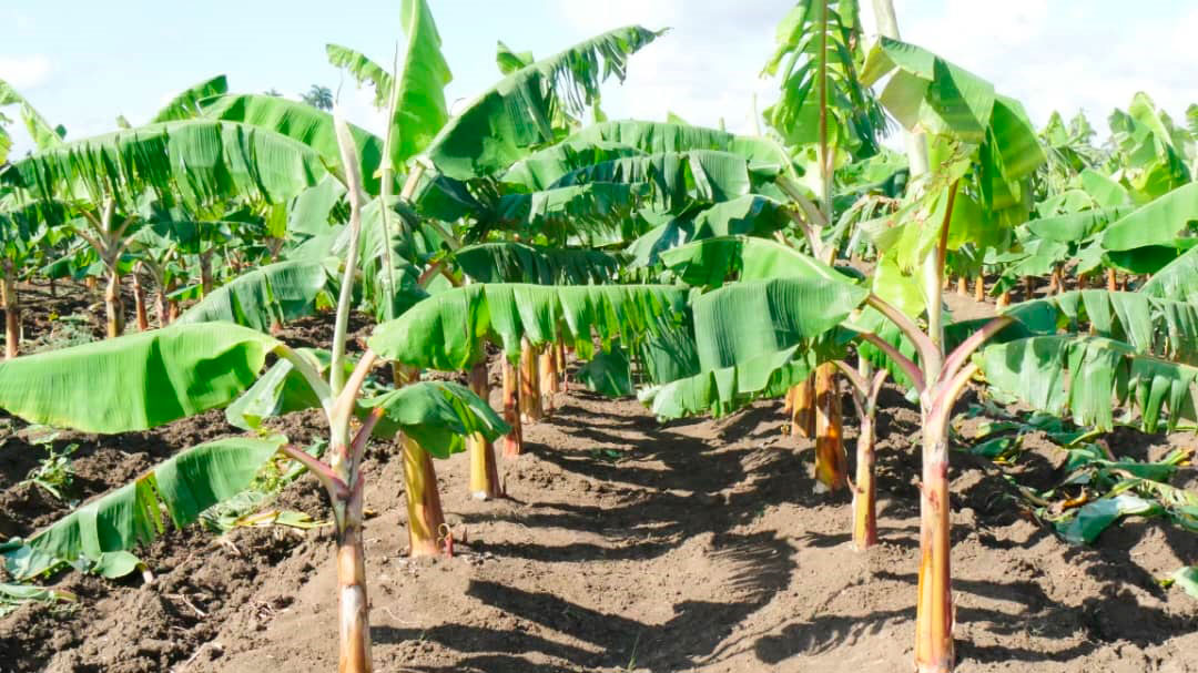 Plantación de plátano.