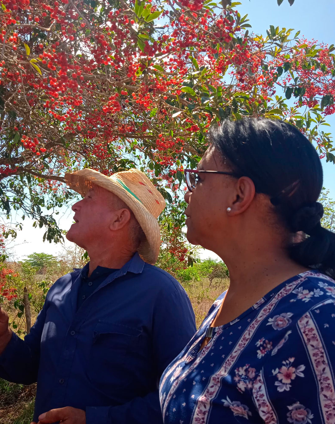 La vice primera ministra Inés María Chapman visita la finca del productor Osvaldo Socarrás González, en Sagua la Grande.