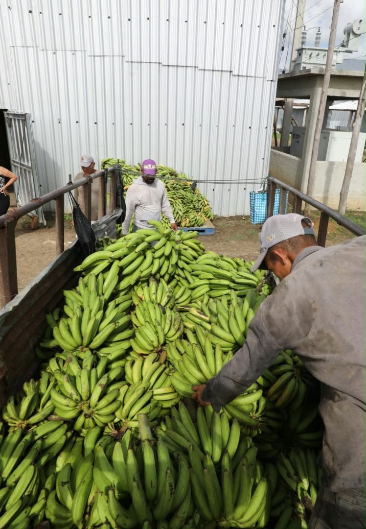 Producción de plátano en finca de PlacetAs