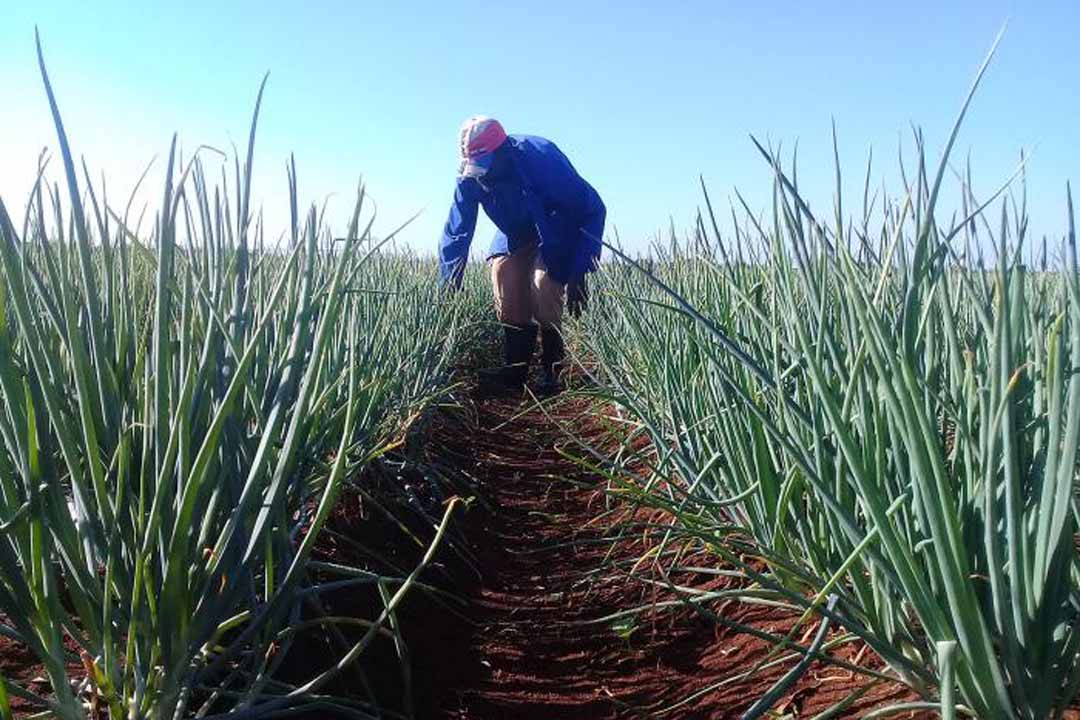 Vanguardia - Villa Clara - Cuba