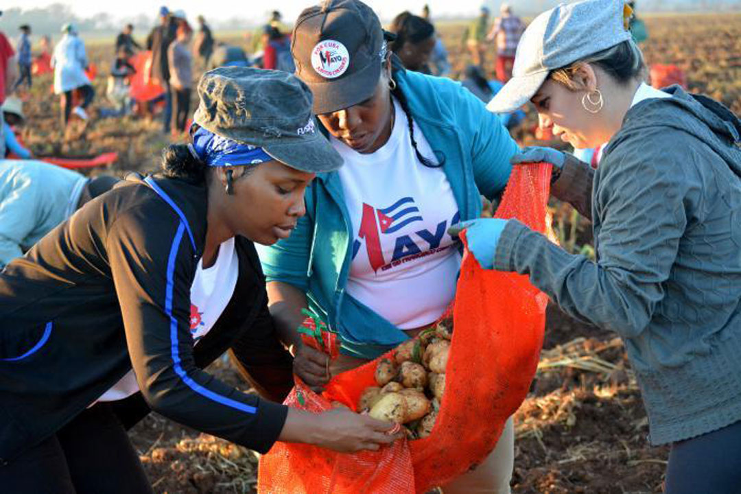 Trabajadores en labores agrícolas voluntarias