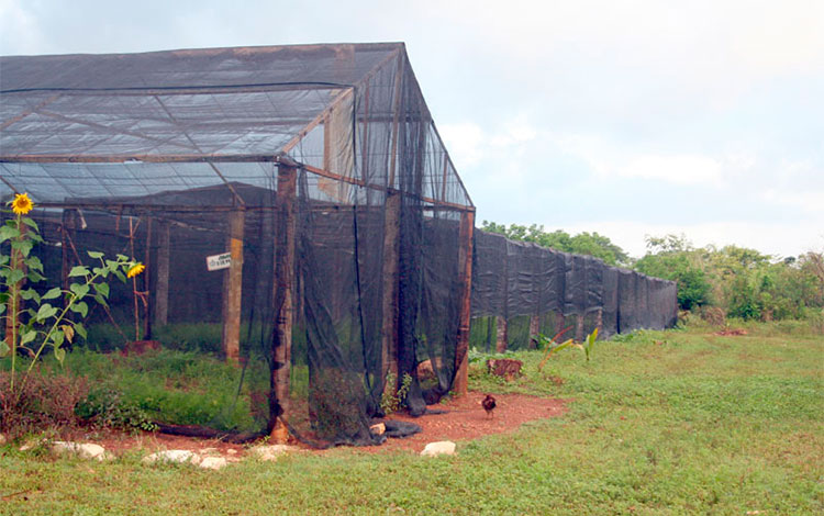 Casas de cultivos rústicas en la CCS Alberto Pis Delgado.