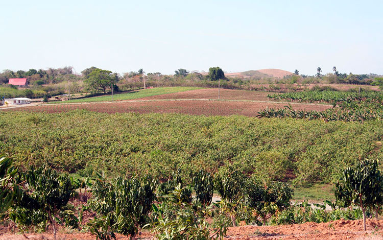 Campos cultivados en Villa Clara.