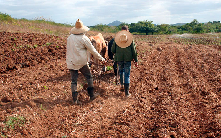 Labores agrí­colas en Villa Clara.