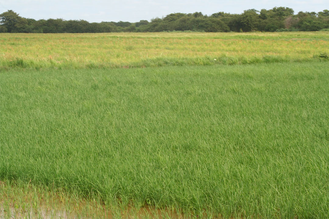 Campo sembrado de arroz.