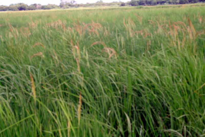 Plantación de arroz.