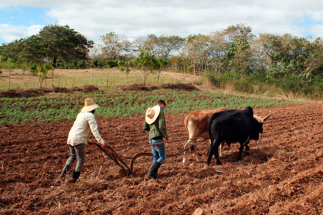 Campesinos emplean la tracción animal.