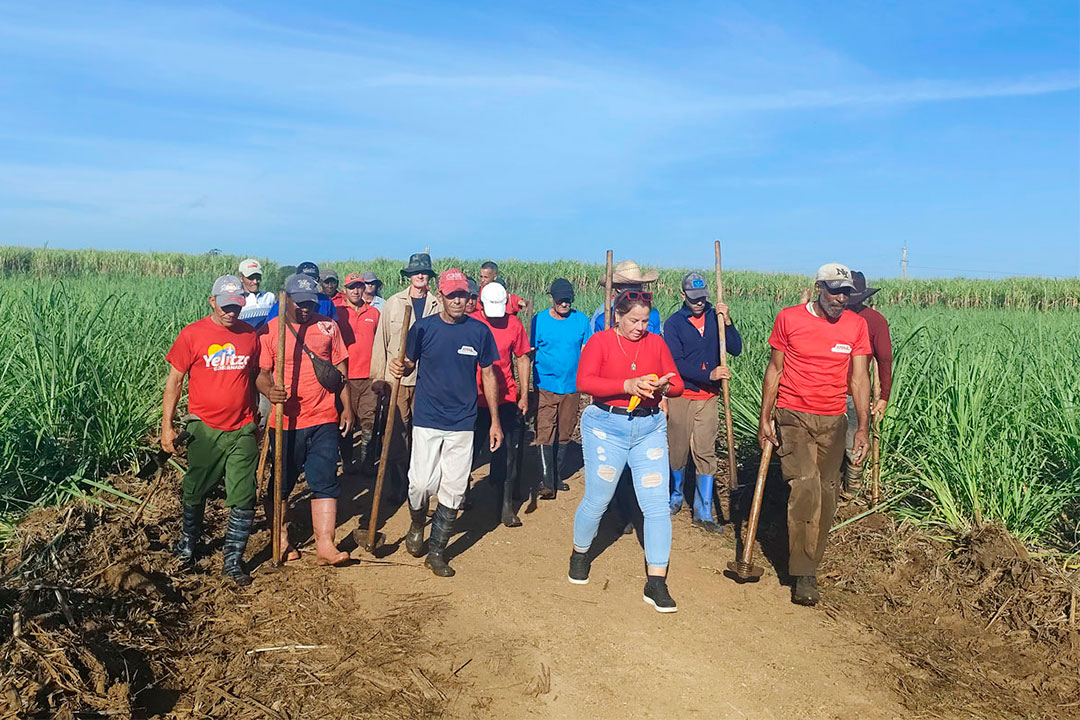 Campesinos tras participar en labores agrícolas en cañaverales.