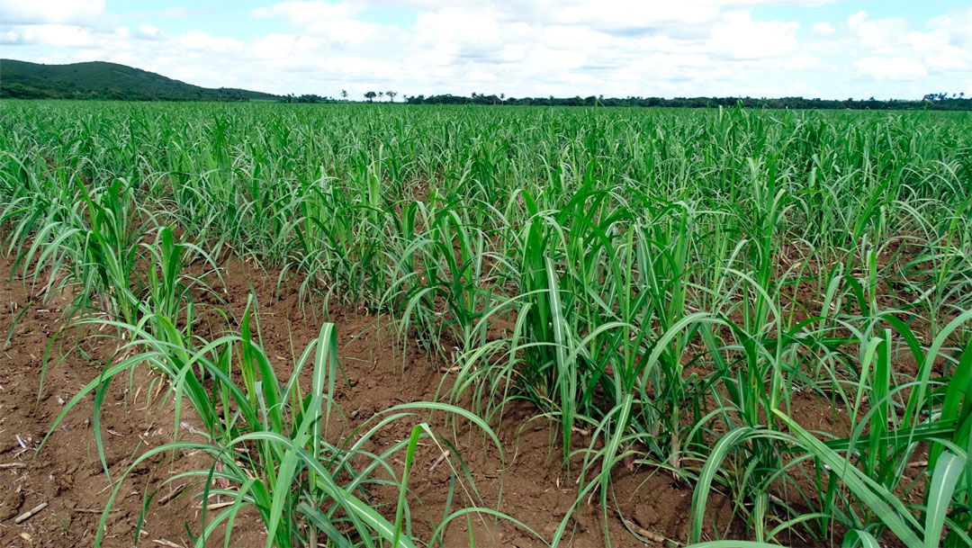 Fomento de plantaciones cañeras.