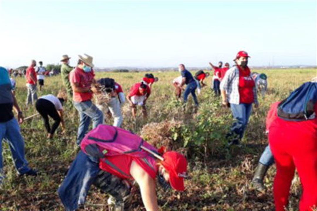 Cubanos en trabajo voluntario agrícola