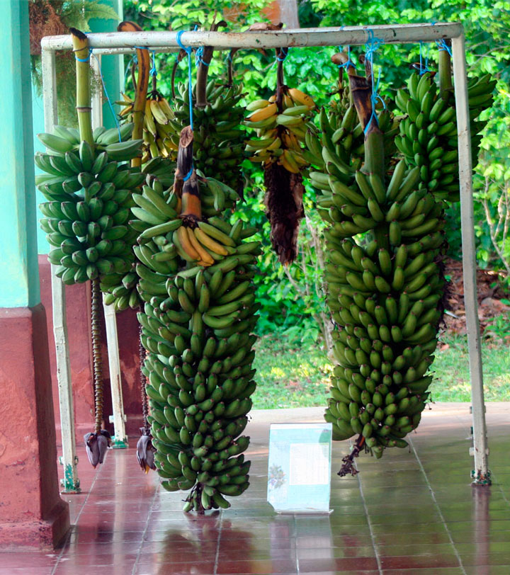 Muestra de plátano en exposición de resultados del Inivit.