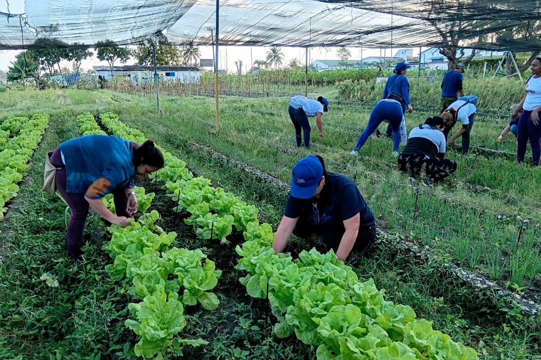 Trabajo voluntario en cateros de lechuga en el organopónico La Riviera, de Santa Clara.