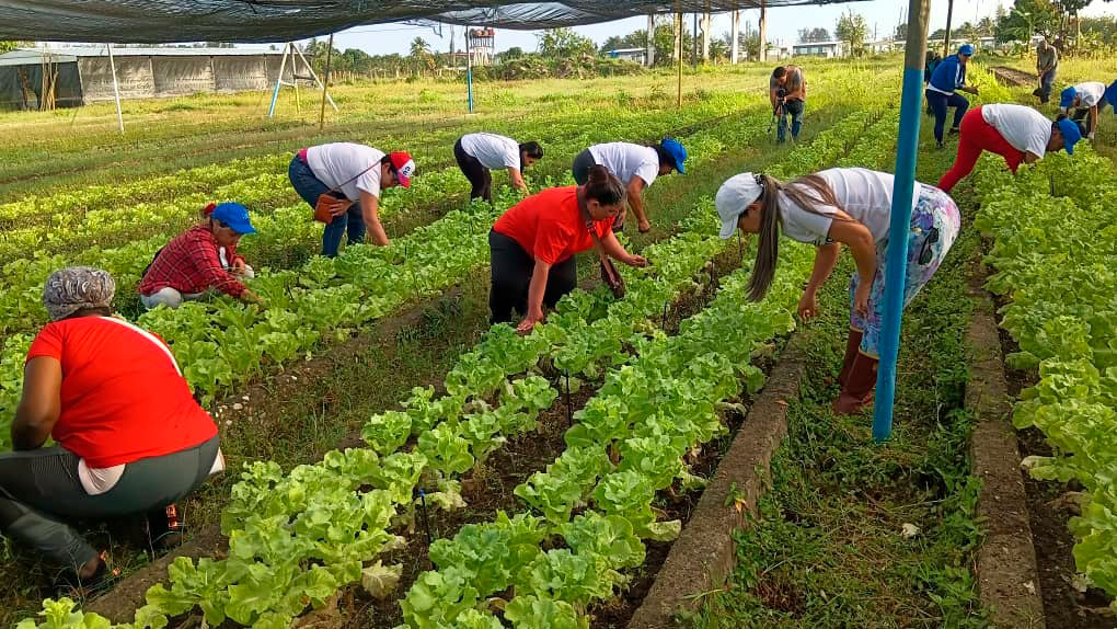 Trabajo voluntario.