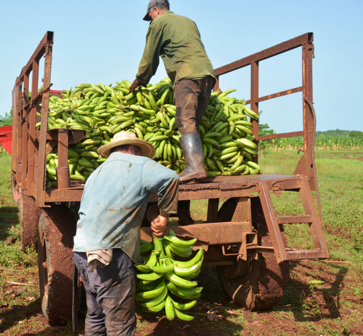 La recolección del plátano vianda, variedad enano guantanamero, forma parte del quehacer cotidiano de los trabajadores de la granja Margarita, perteneciente a la UEB Integral Quemado de Gí¼ines. 